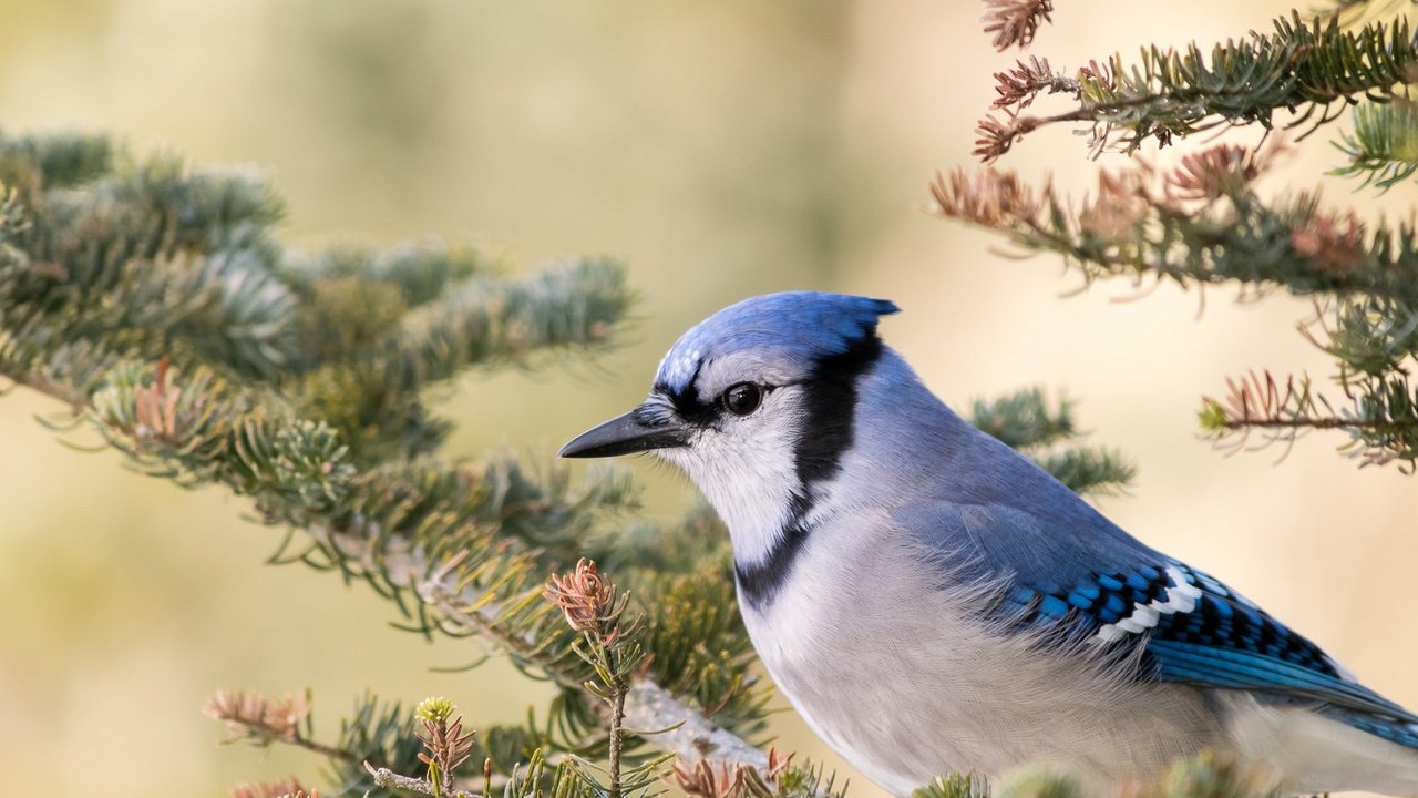 Обои ветка, птица, клюв, голубая сойка, branch, bird, beak, blue jay разрешение 2048x1320 Загрузить