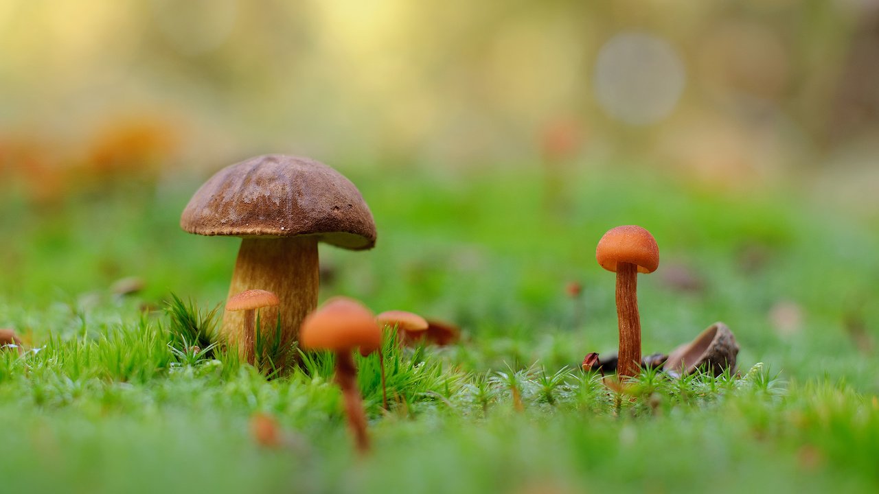 Обои природа, макро, фон, грибы, мох, nature, macro, background, mushrooms, moss разрешение 1920x1200 Загрузить