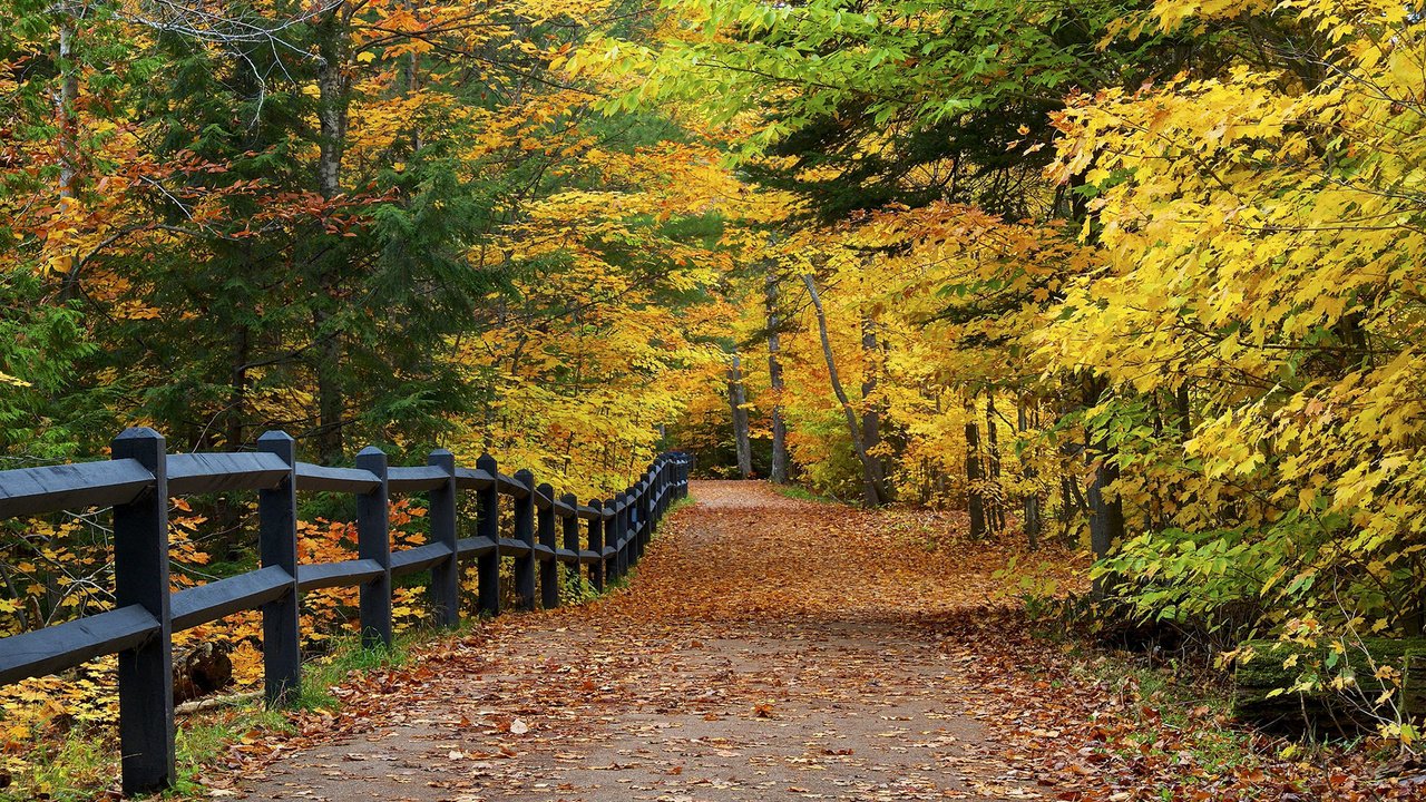 Обои дорога, деревья, природа, парк, осень, забор, листопад, аллея, road, trees, nature, park, autumn, the fence, falling leaves, alley разрешение 1920x1200 Загрузить