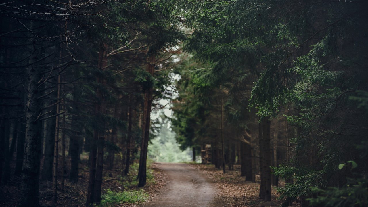 Обои дорога, природа, лес, road, nature, forest разрешение 1920x1200 Загрузить