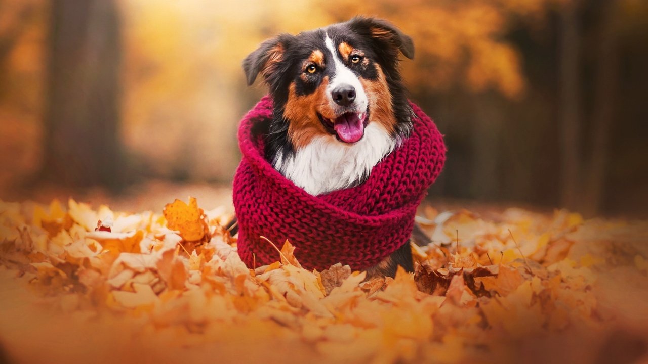 Обои листья, осень, собака, шарф, австралийская овчарка, аусси, leaves, autumn, dog, scarf, australian shepherd, aussie разрешение 1920x1200 Загрузить