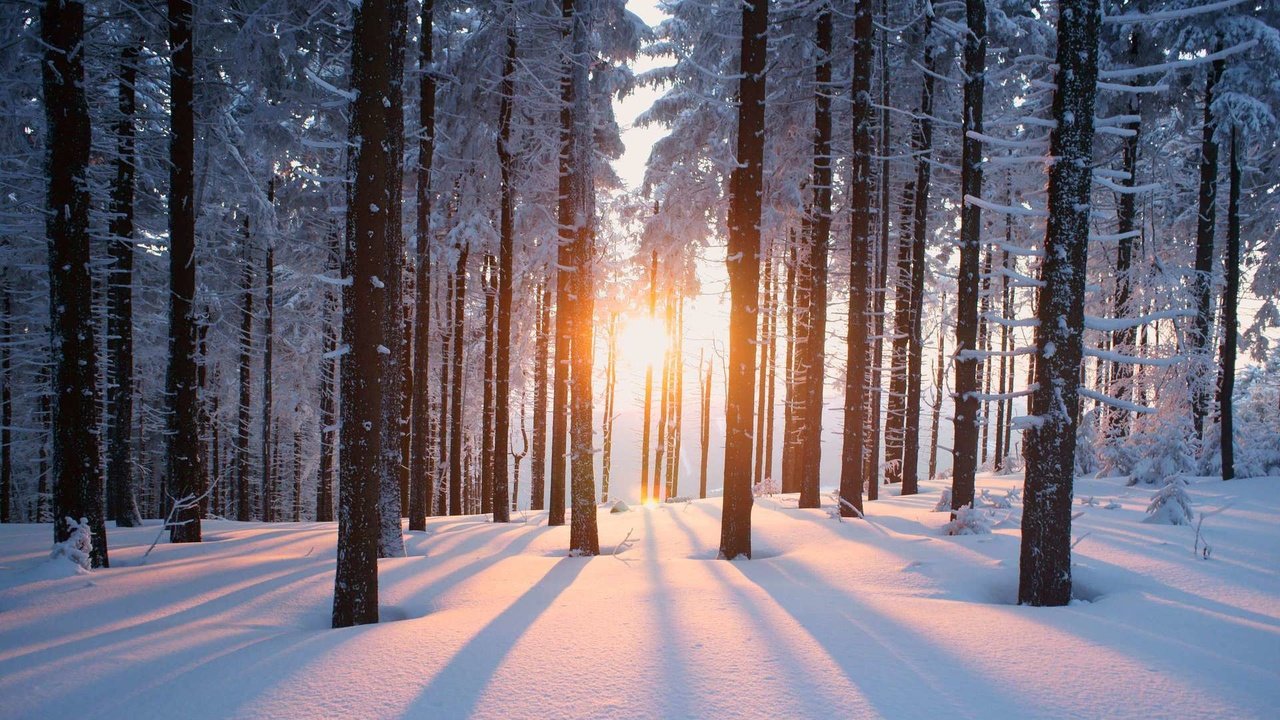 Обои деревья, солнце, снег, природа, лес, зима, trees, the sun, snow, nature, forest, winter разрешение 1920x1200 Загрузить