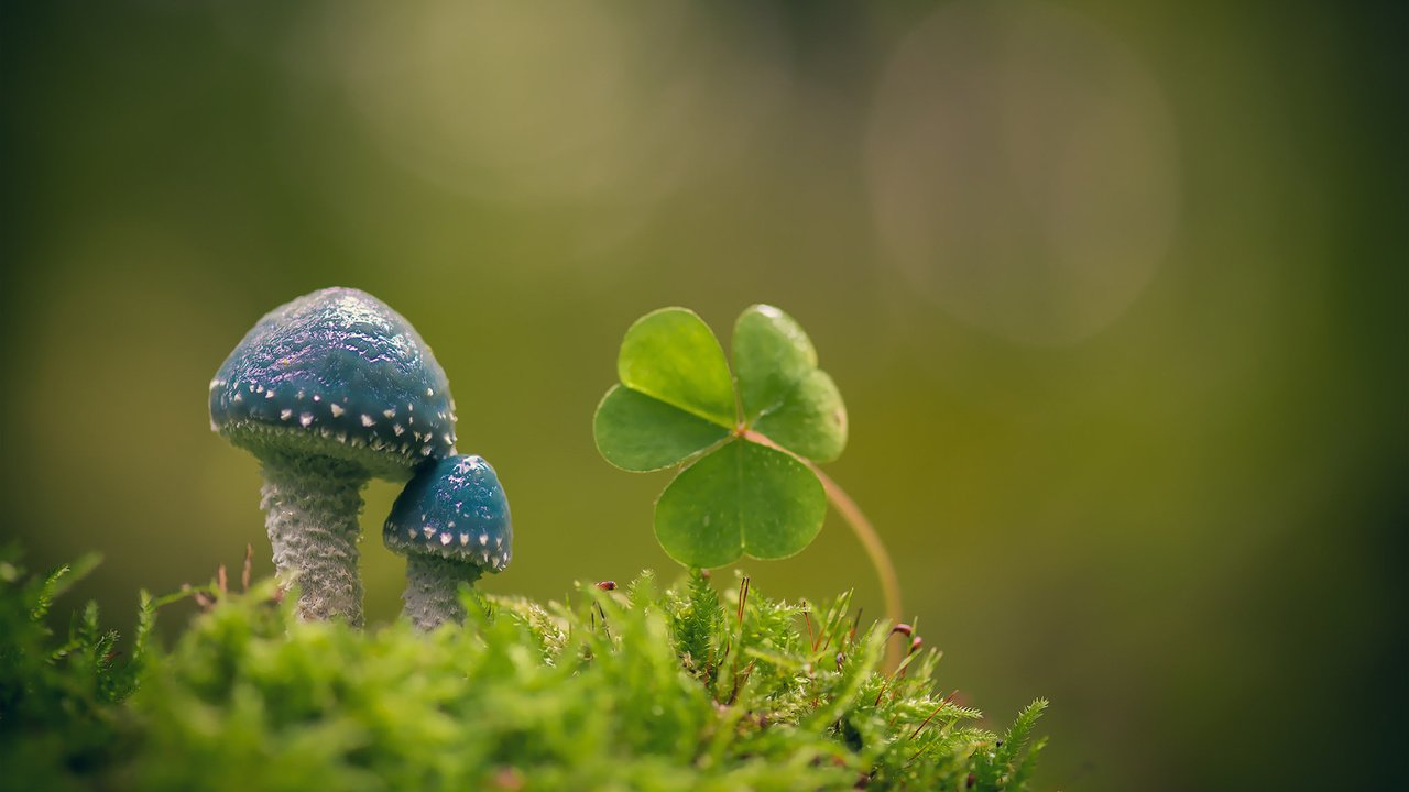 Обои макро, фон, грибы, мох, листики, кислица, строфария сине-зелёная, macro, background, mushrooms, moss, leaves, oxalis, stropharia blue-green разрешение 1920x1200 Загрузить