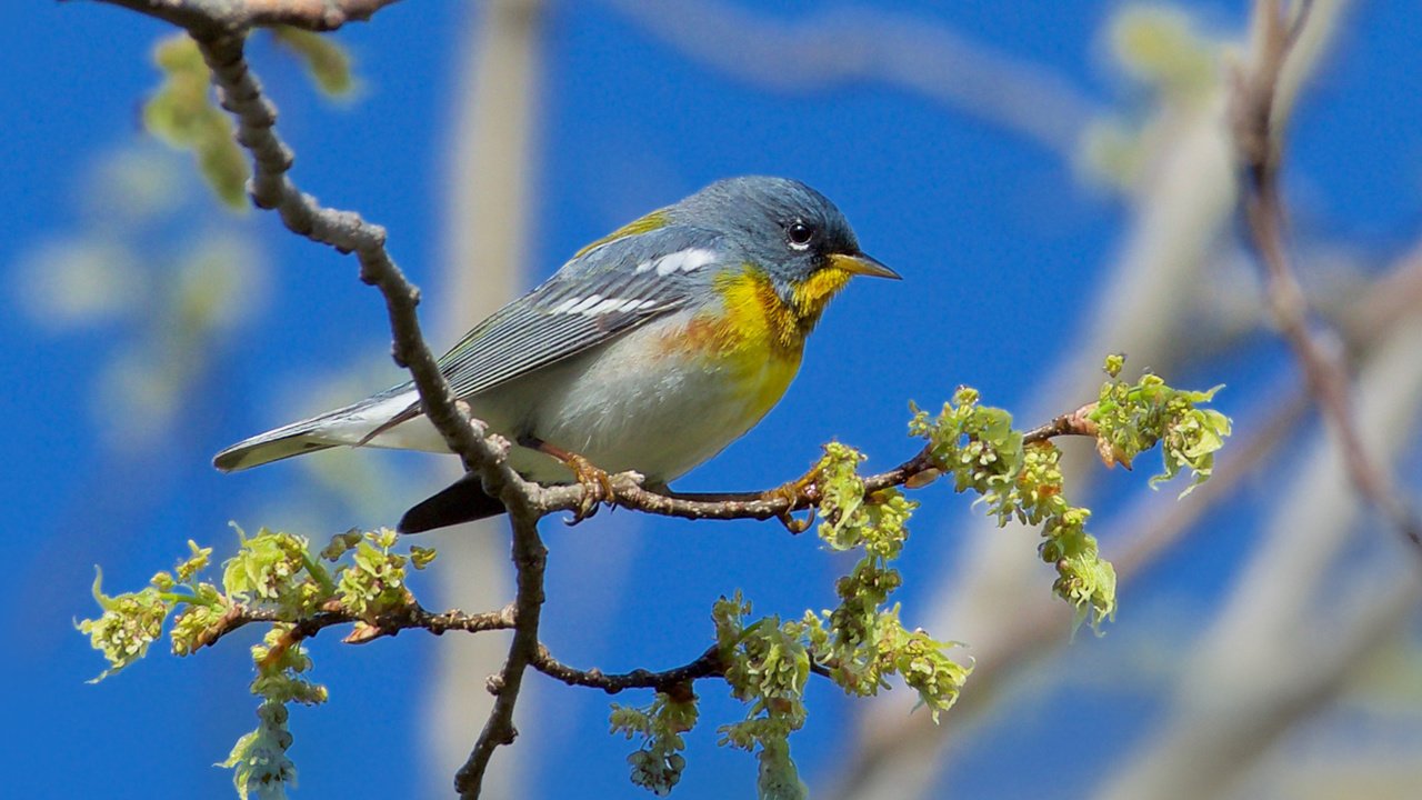 Обои ветка, птица, henrietta oke, белоглазая парула, northern parula., branch, bird, ferruginous of parul разрешение 1920x1200 Загрузить