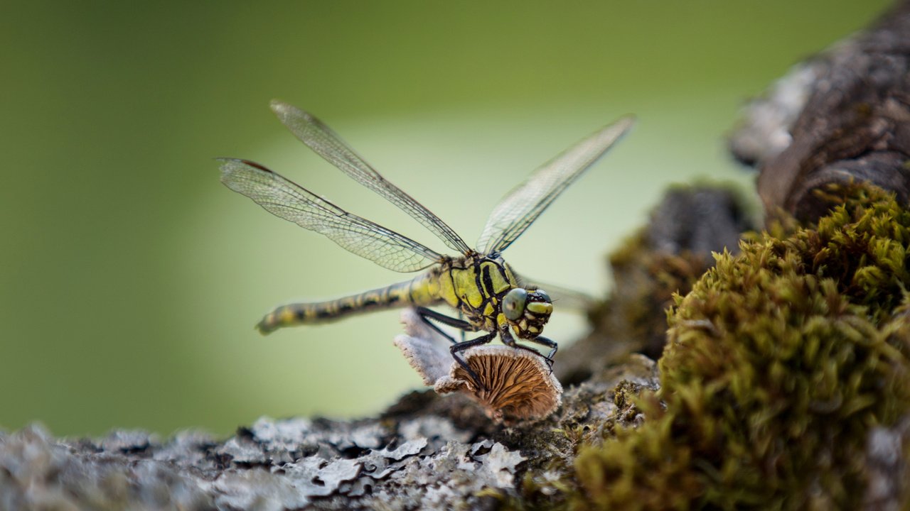 Обои макро, насекомое, крылья, стрекоза, lena held, macro, insect, wings, dragonfly разрешение 3416x2220 Загрузить