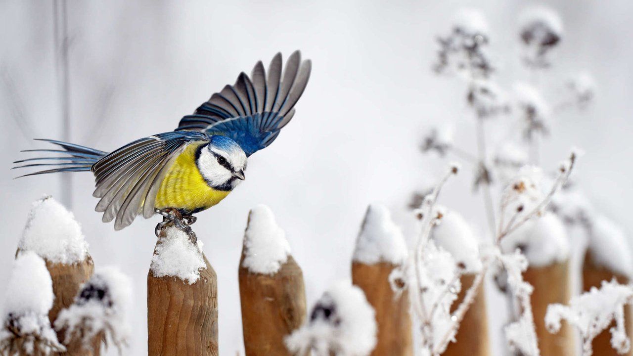 Обои снег, зима, забор, крылья, птица, синица, snow, winter, the fence, wings, bird, tit разрешение 1920x1200 Загрузить