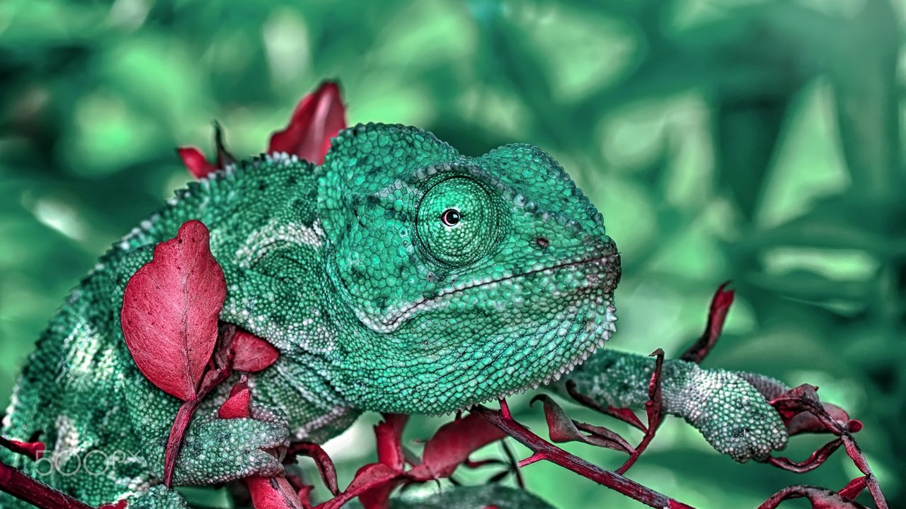 Обои макро, ящерица, растение, рептилия, хамелион, пресмыкающиеся, macro, lizard, plant, reptile, chameleon, reptiles разрешение 1920x1200 Загрузить