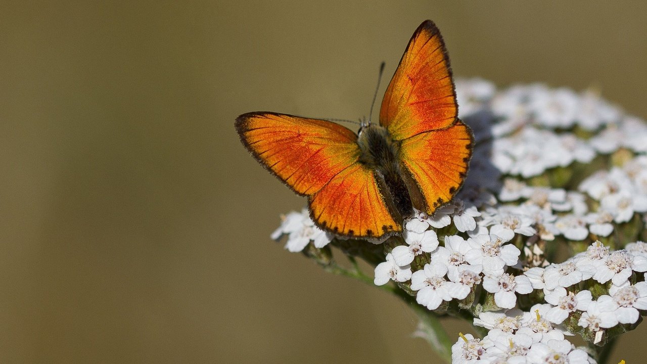 Обои цветы, макро, насекомое, бабочка, крылья, flowers, macro, insect, butterfly, wings разрешение 2048x1366 Загрузить