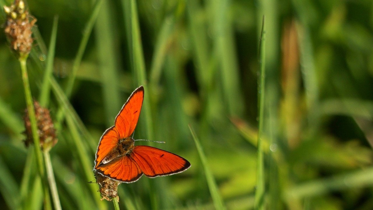 Обои трава, макро, насекомое, бабочка, крылья, grass, macro, insect, butterfly, wings разрешение 2084x1325 Загрузить