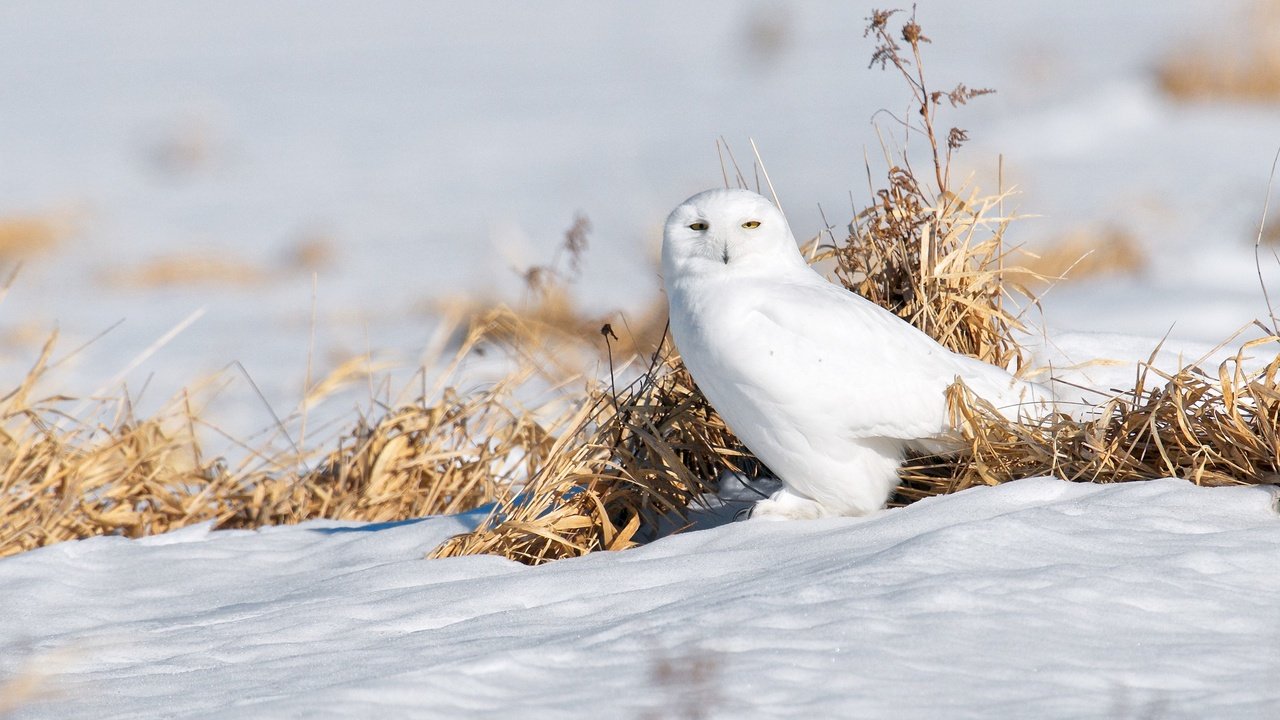 Обои сова, снег, птица, полярная сова, белая сова, owl, snow, bird, snowy owl, white owl разрешение 2048x1365 Загрузить