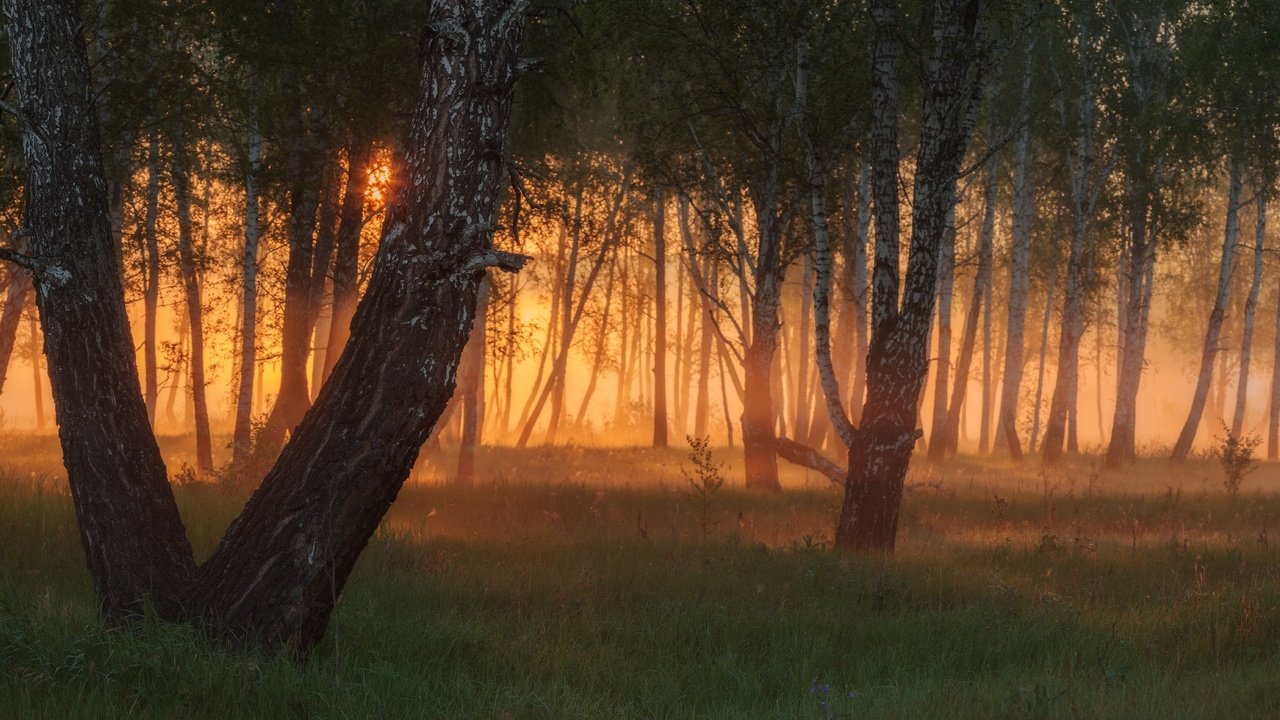 Обои деревья, вечер, солнце, лес, закат, лучи, туман, trees, the evening, the sun, forest, sunset, rays, fog разрешение 1920x1080 Загрузить