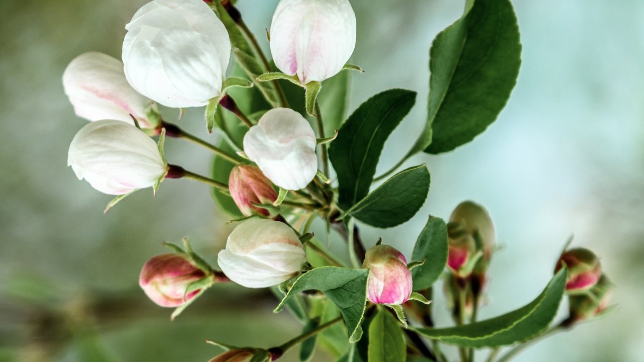 Обои цветы, ветка, цветение, бутоны, весна, яблоня, flowers, branch, flowering, buds, spring, apple разрешение 3423x2690 Загрузить