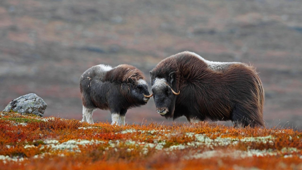 Обои рога, детеныш, бизон, овцебык, зубр, horns, cub, buffalo, musk ox, bison разрешение 1920x1080 Загрузить