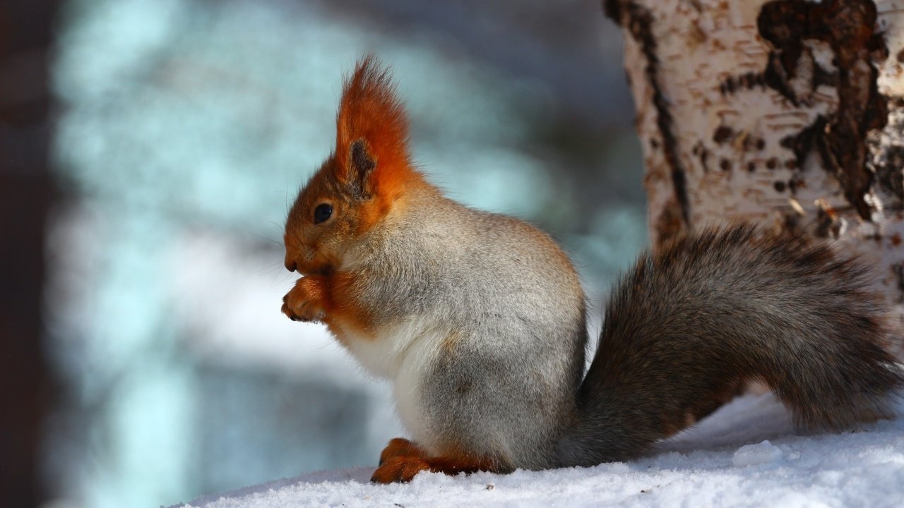 Обои снег, дерево, лес, зима, фон, белка, белочка, snow, tree, forest, winter, background, protein, squirrel разрешение 1920x1200 Загрузить