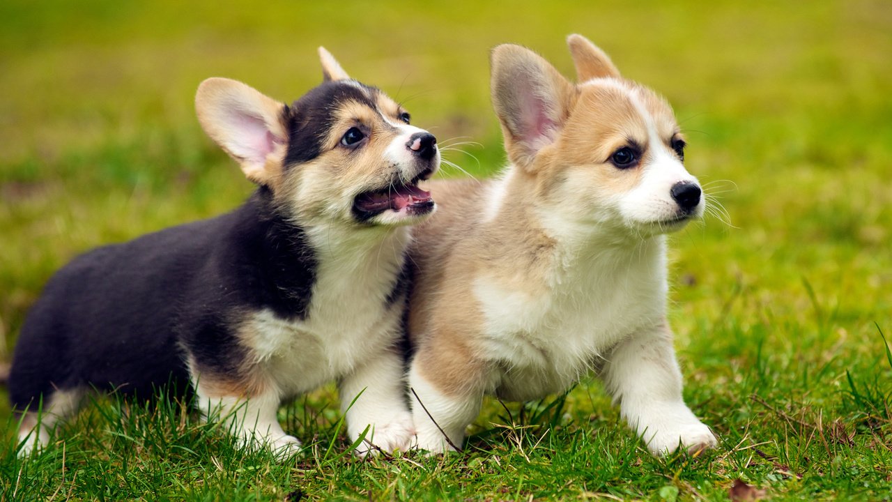 Обои трава, щенок, щенки, собаки, вельш-корги, корги, grass, puppy, puppies, dogs, welsh corgi, corgi разрешение 2880x1800 Загрузить