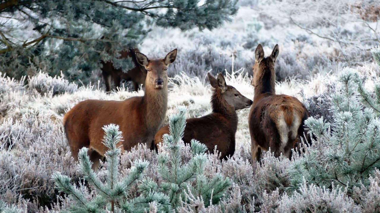 Обои растения, иней, ели, олени, косуля, кабарга, plants, frost, ate, deer, roe, musk deer разрешение 5472x3648 Загрузить