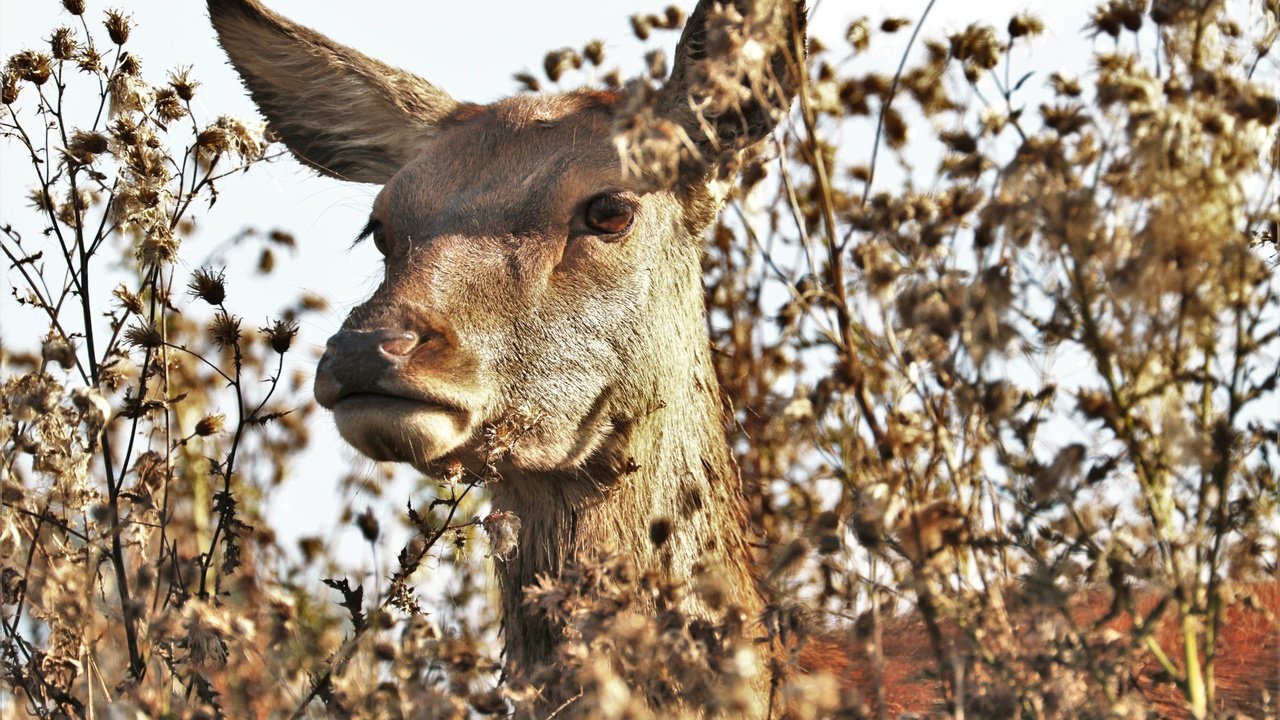 Обои морда, природа, растения, олень, животное, лань, face, nature, plants, deer, animal, doe разрешение 5251x3501 Загрузить