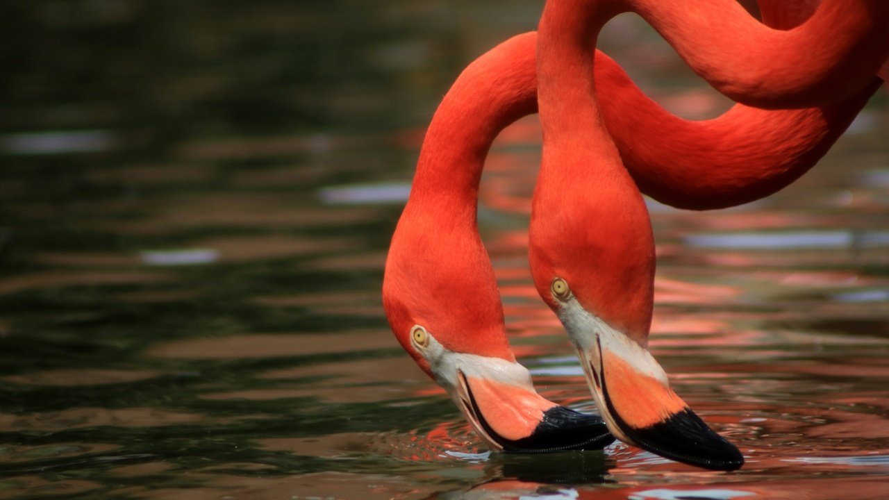 Обои вода, фламинго, птицы, клюв, шея, дуэт, water, flamingo, birds, beak, neck, duo разрешение 5692x3690 Загрузить