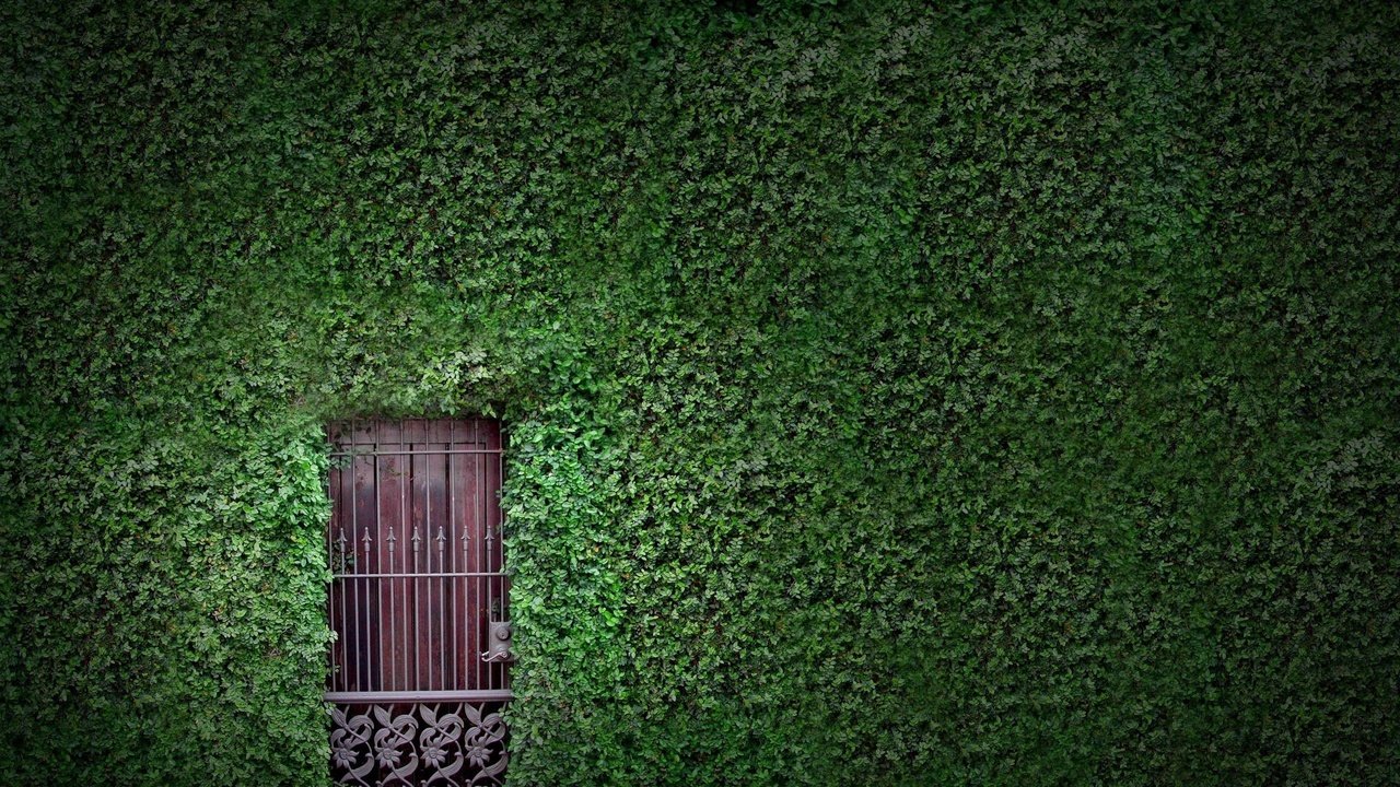 Обои зелень, растения, листья, листва, стена, дверь, плющ, greens, plants, leaves, foliage, wall, the door, ivy разрешение 2560x1600 Загрузить