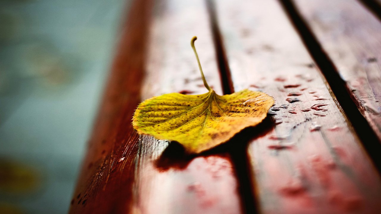 Обои осень, лист, скамейка, капли дождя, autumn, sheet, bench, raindrops разрешение 1920x1200 Загрузить