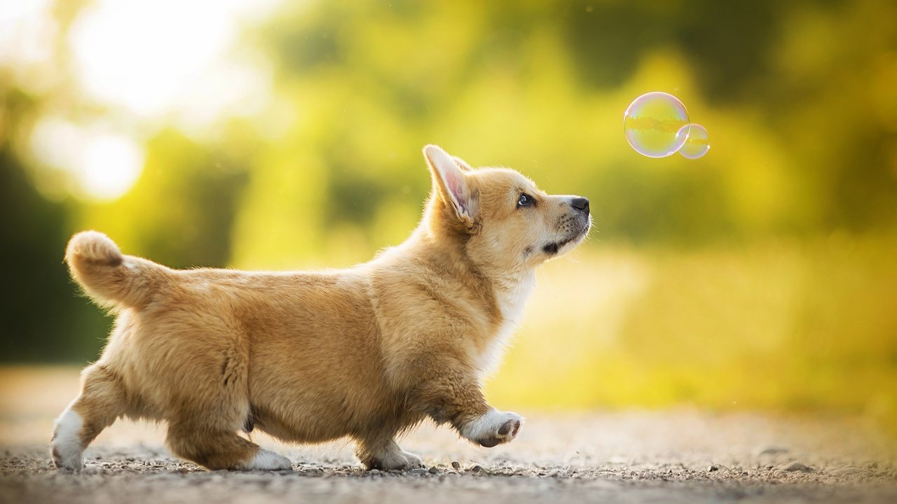 Обои щенок, собачка, боке, мыльный пузырь, вельш-корги, корги, kappa, puppy, dog, bokeh, bubble, welsh corgi, corgi разрешение 2048x1302 Загрузить