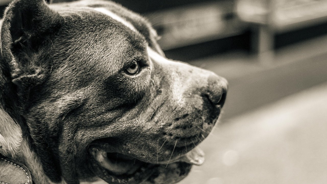 Обои собака, профиль, мордашка, язык, питбуль, dog, profile, face, language, pit bull разрешение 5184x3456 Загрузить