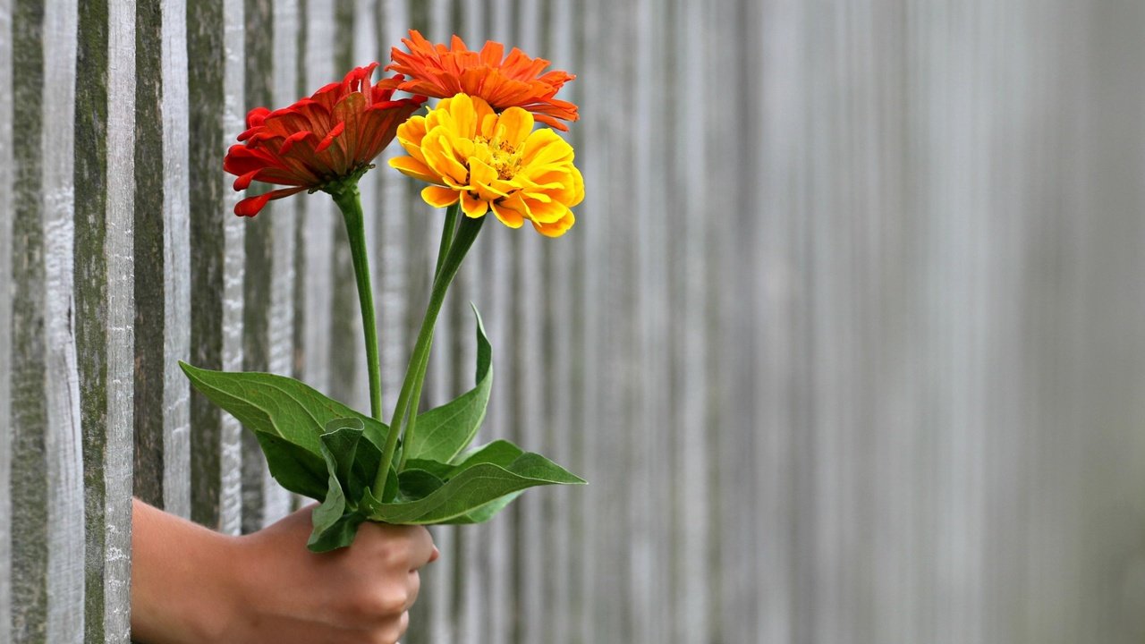 Обои цветы, рука, забор, букет, цинния, цин, flowers, hand, the fence, bouquet, zinnia разрешение 3219x2374 Загрузить