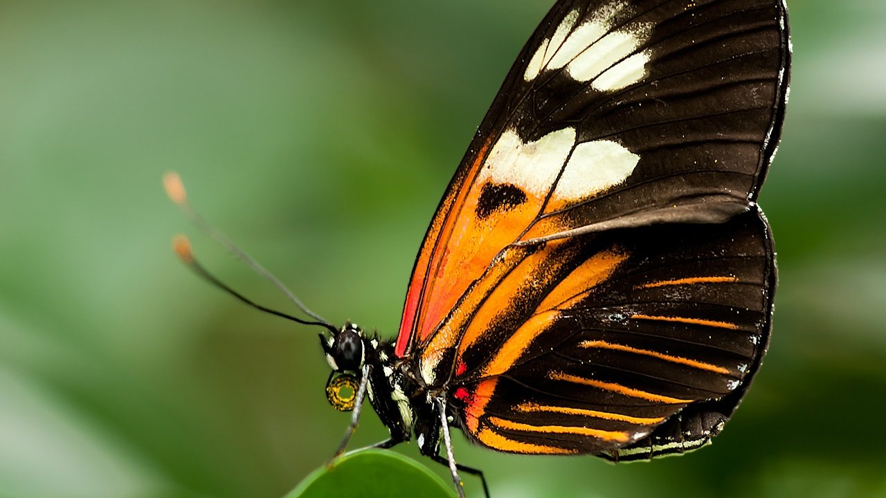 Обои насекомое, бабочка, крылья, крупным планом, геликонида, insect, butterfly, wings, closeup разрешение 2697x4061 Загрузить