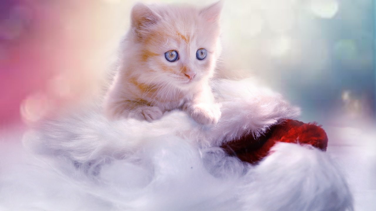 Обои кот, мордочка, кошка, взгляд, котенок, рыжий, голубоглазый, cat, muzzle, look, kitty, red, blue-eyed разрешение 2847x1898 Загрузить