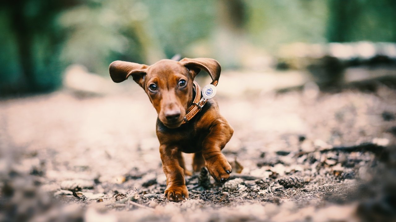 Обои глаза, мордочка, собака, щенок, уши, ошейник, такса, лапки, eyes, muzzle, dog, puppy, ears, collar, dachshund, legs разрешение 2048x1365 Загрузить