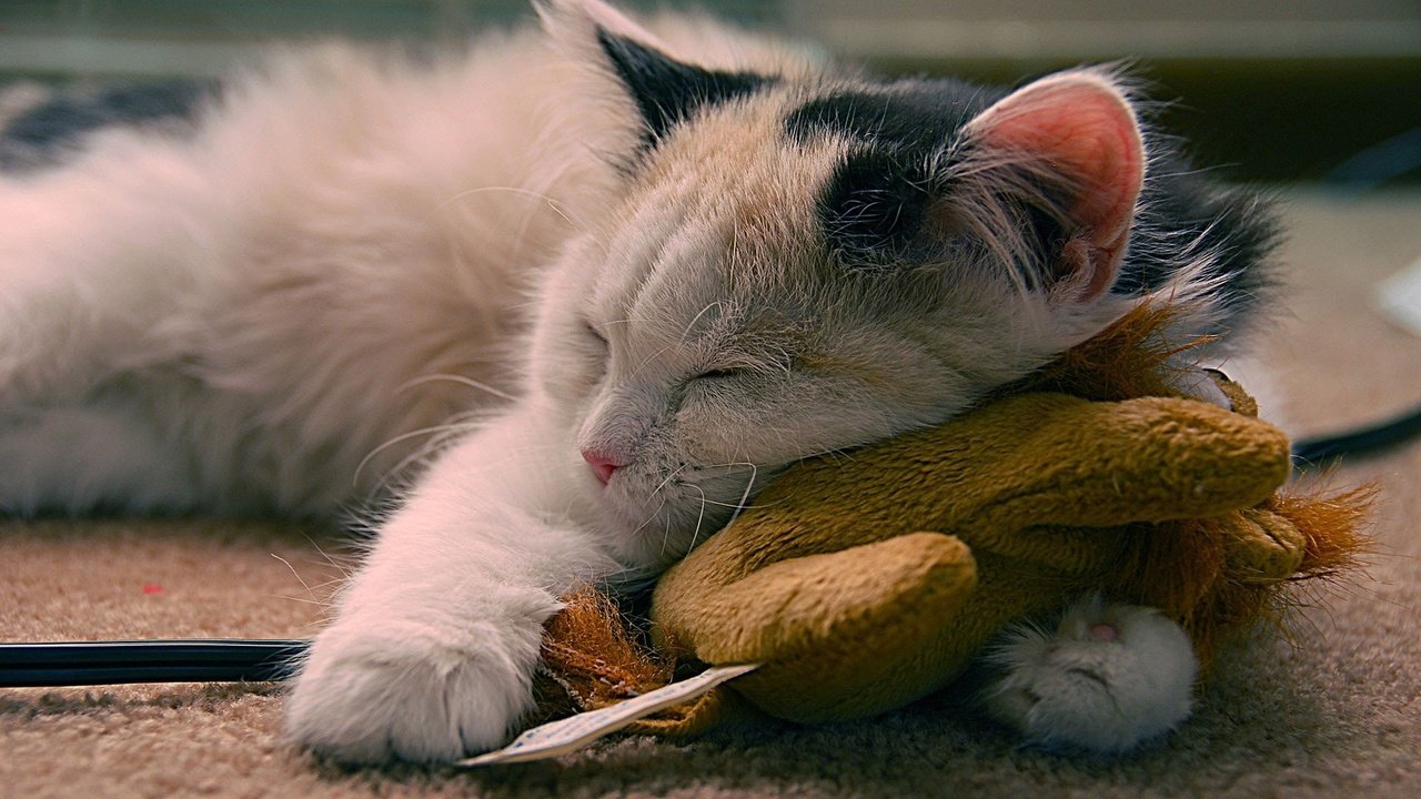Обои кот, мордочка, кошка, сон, игрушка, провод, лапки, cat, muzzle, sleep, toy, wire, legs разрешение 1920x1200 Загрузить