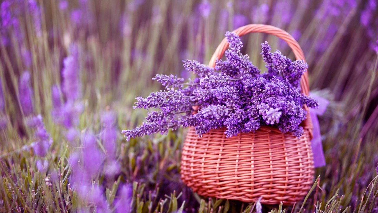 Обои цветы, лаванда, корзина, фиолетовые, букет лаванды, flowers, lavender, basket, purple, bouquet of lavender разрешение 2880x1800 Загрузить