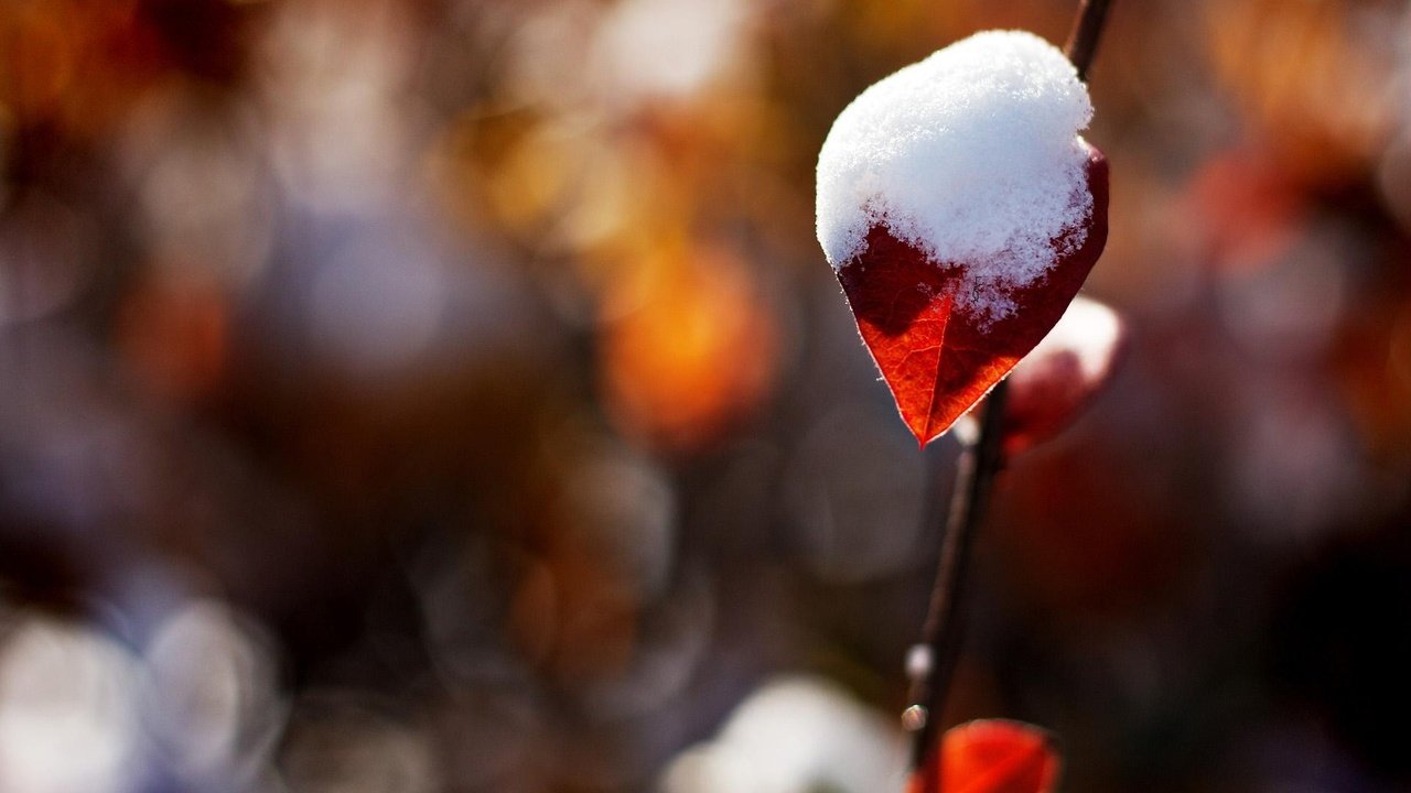 Обои снег, природа, блики, лист, веточка, боке, снег на листике, snow, nature, glare, sheet, sprig, bokeh, snow on a leaf разрешение 1920x1200 Загрузить