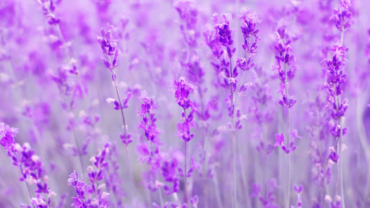 Обои цветы, поле, лаванда, размытость, flowers, field, lavender, blur разрешение 1920x1200 Загрузить