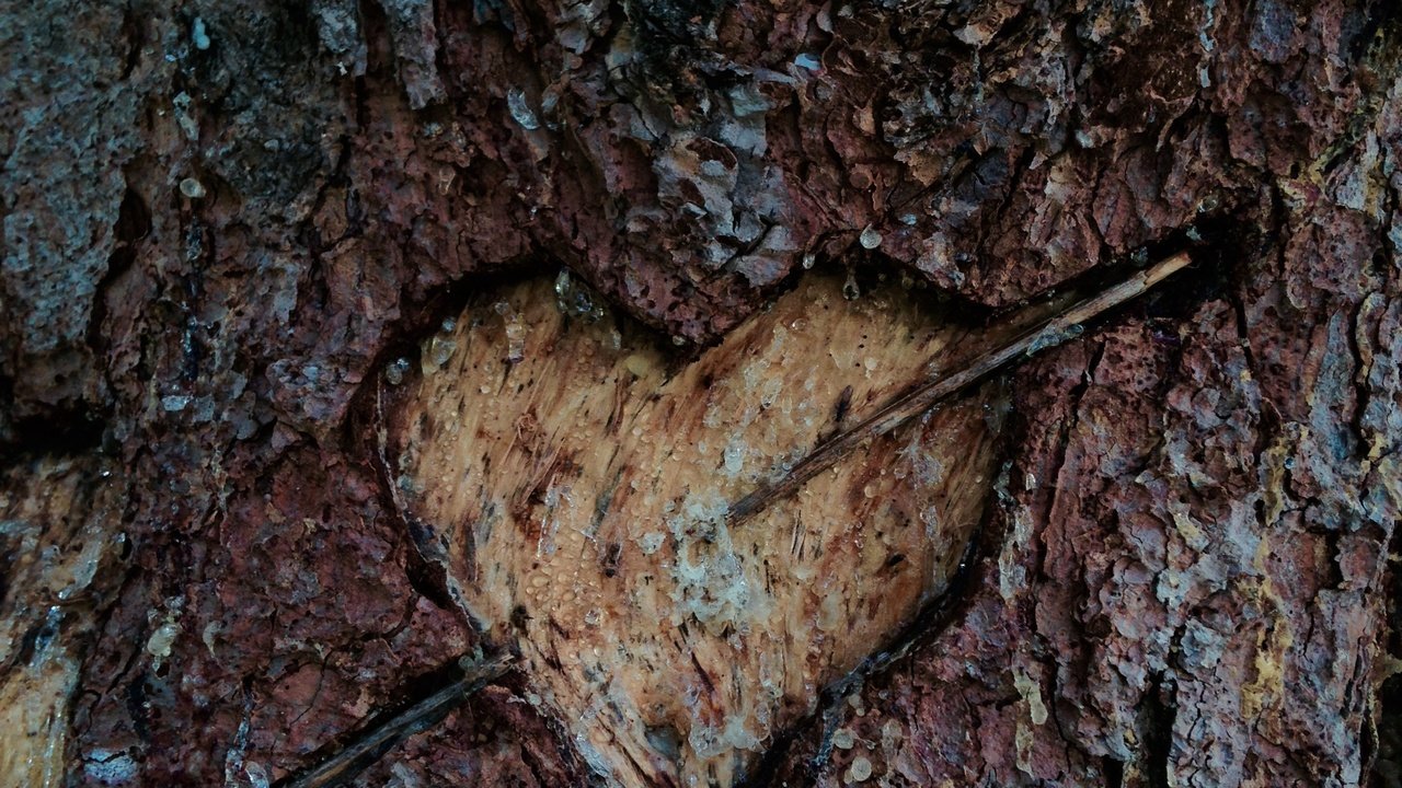 Обои сердце, любовь, знак, кора, кора дерева, вечная любовь, heart, love, sign, bark, tree bark разрешение 2448x3264 Загрузить