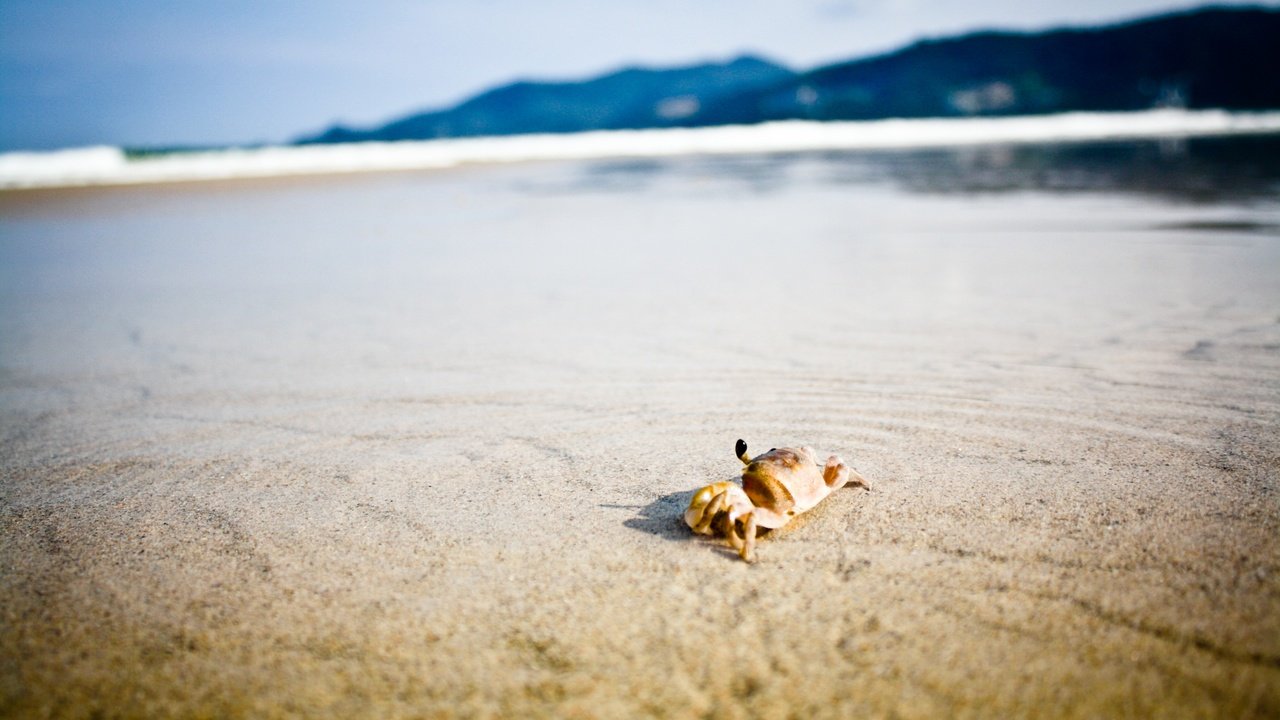 Обои краб на пляже, природа, берег, море, песок, пляж, горизонт, краб, клешни, crab on the beach, nature, shore, sea, sand, beach, horizon, crab, claws разрешение 3888x2592 Загрузить