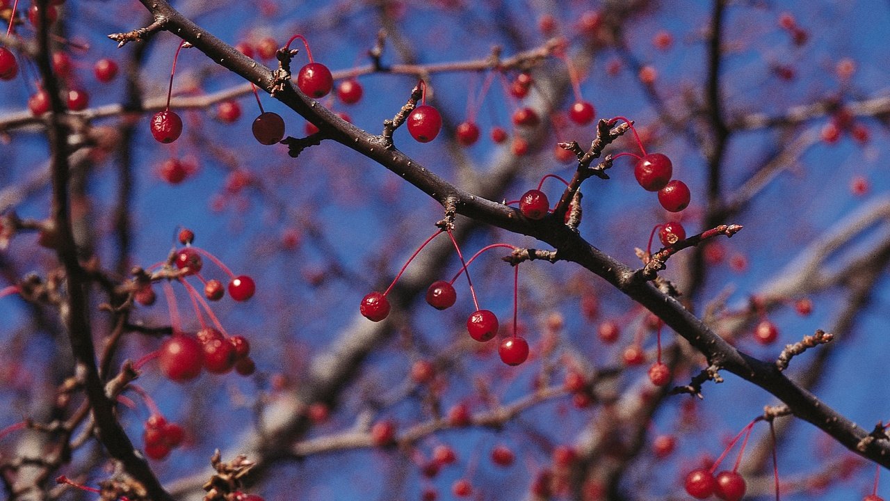 Обои природа, ветки, красные, ягоды, nature, branches, red, berries разрешение 2950x2094 Загрузить