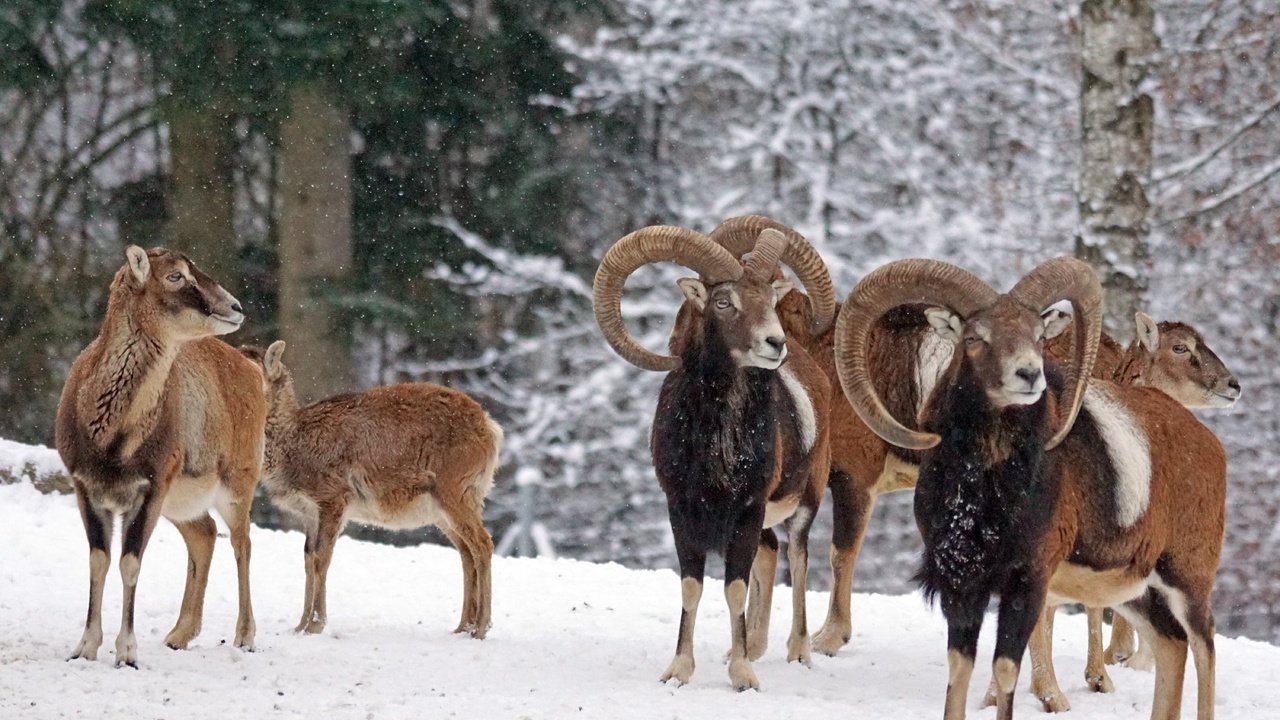 Обои снег, зима, рога, муфлон, бараны, горный баран, snow, winter, horns, mouflon, sheep разрешение 6000x4000 Загрузить