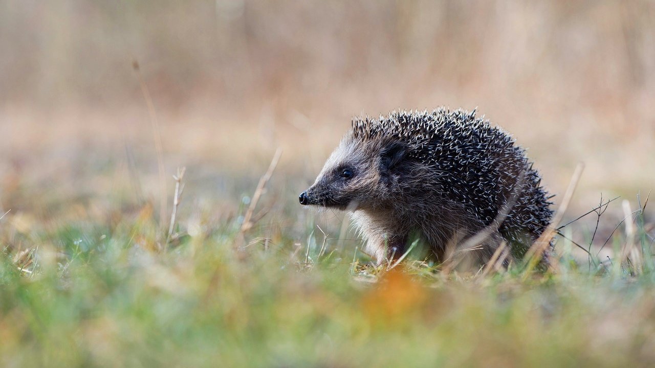 Обои природа, германия, ежик, еж, нижняя саксония, эмсланд, nature, germany, hedgehog, lower saxony, emsland разрешение 1920x1080 Загрузить