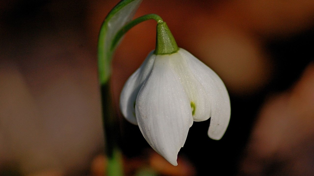 Обои цветок, белый, весна, стебель, подснежник, flower, white, spring, stem, snowdrop разрешение 1920x1200 Загрузить