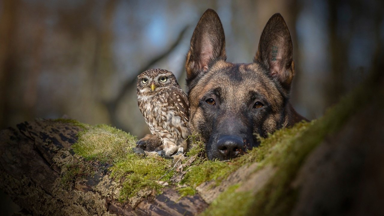 Обои сова, бельгийская овчарка, взгляд, tanja brandt, tanja brandt., собака, птица, друзья, овчарка, совенок, малинуа, owl, belgian shepherd, look, dog, bird, friends, shepherd, owlet, malinois разрешение 1920x1200 Загрузить