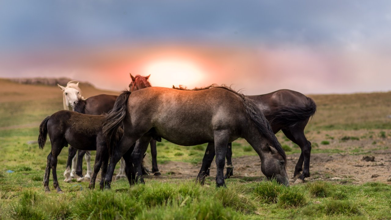 Обои небо, трава, природа, закат, лошади, кони, the sky, grass, nature, sunset, horse, horses разрешение 5999x3183 Загрузить