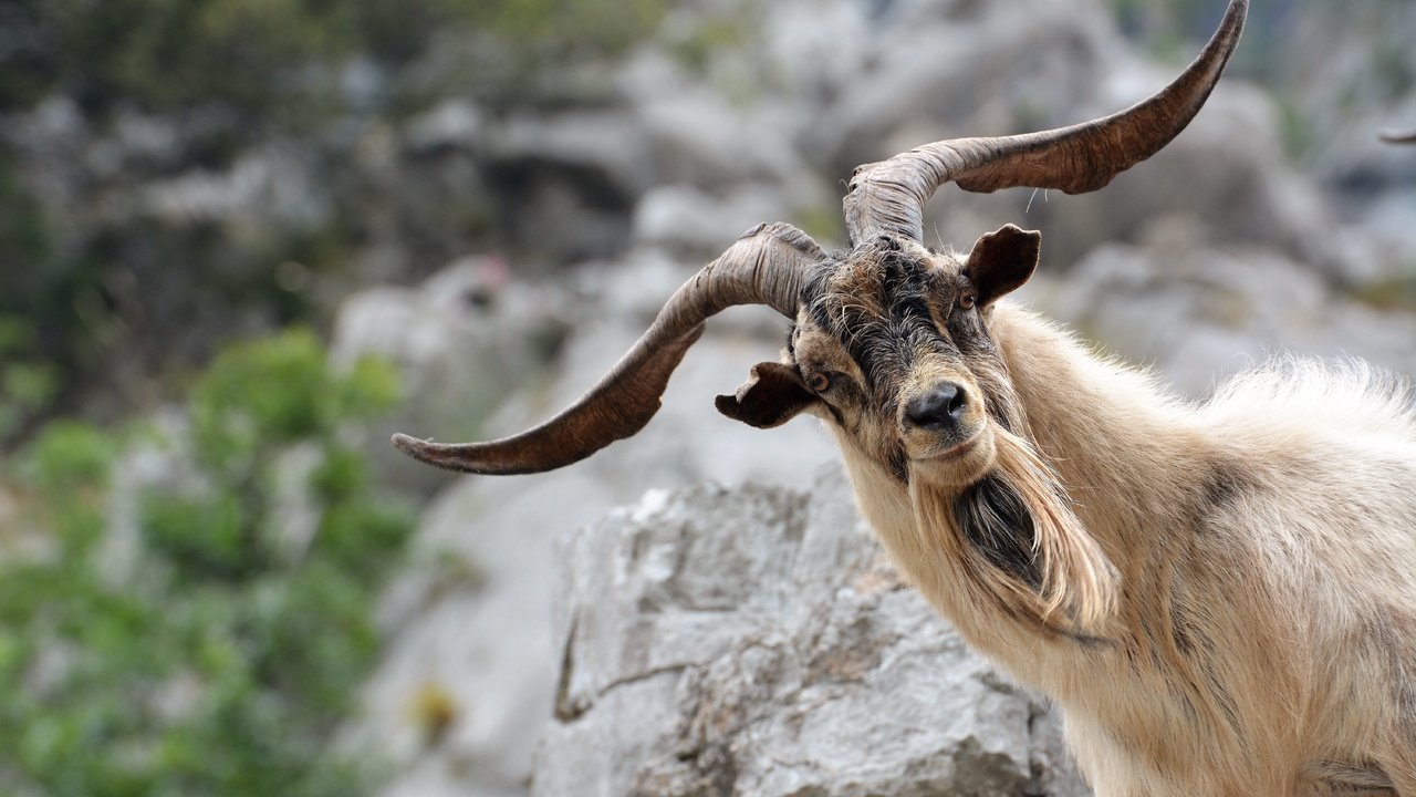 Обои морда, взгляд, коза, рога, козел, face, look, goat, horns разрешение 6000x4000 Загрузить