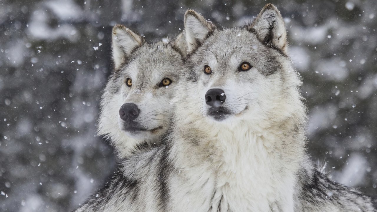 Обои зима, хищник, волки, волк, снегопад, winter, predator, wolves, wolf, snowfall разрешение 2880x1800 Загрузить