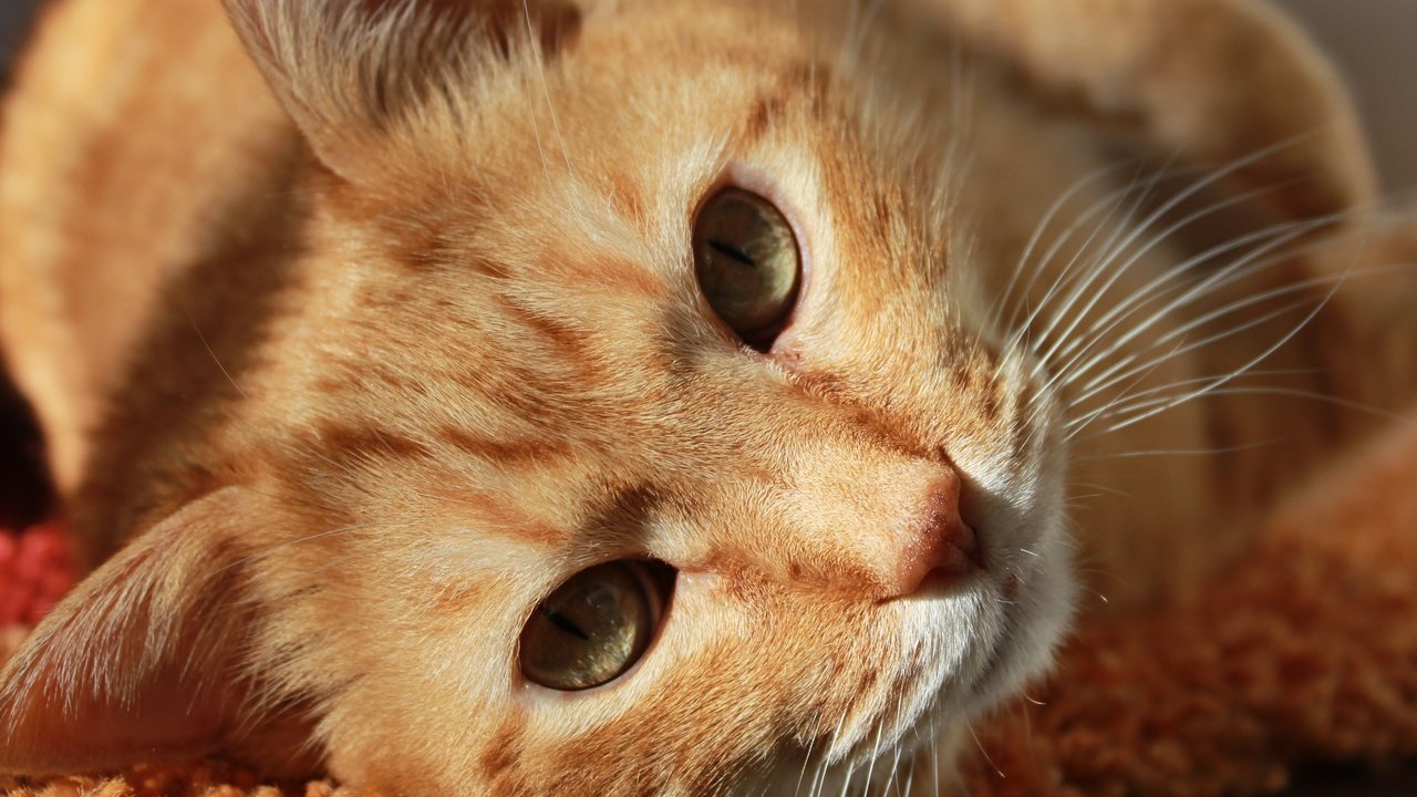 Обои кот, мордочка, усы, кошка, взгляд, ушки, рыжий, cat, muzzle, mustache, look, ears, red разрешение 4272x2848 Загрузить