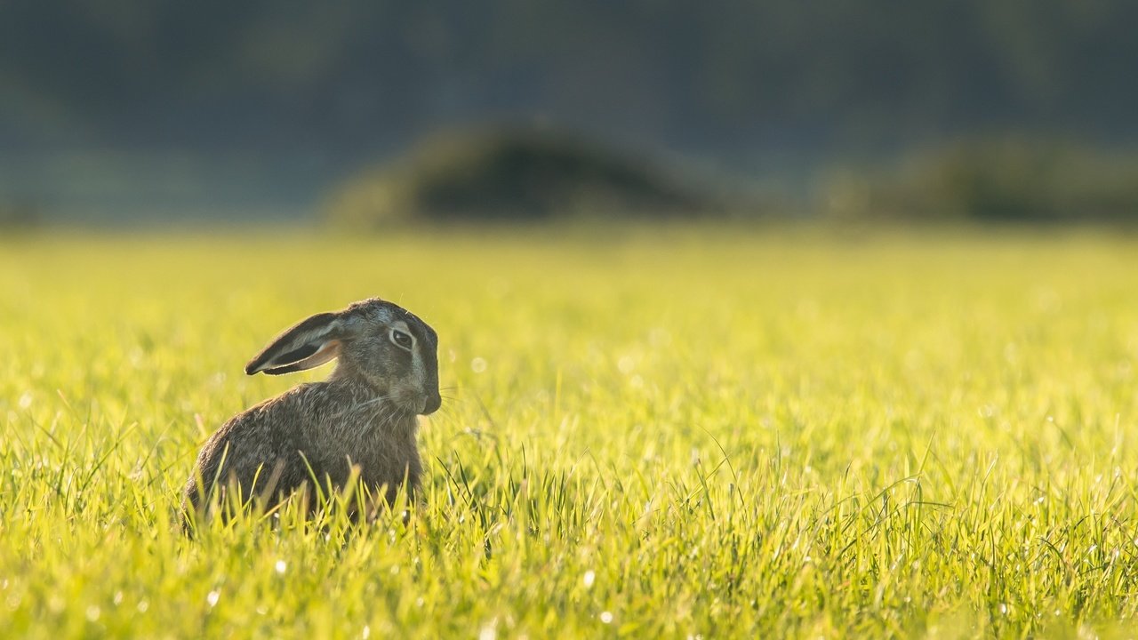 Обои трава, природа, поле, ушки, животное, зверек, заяц, грызун, grass, nature, field, ears, animal, hare, rodent разрешение 3447x2301 Загрузить