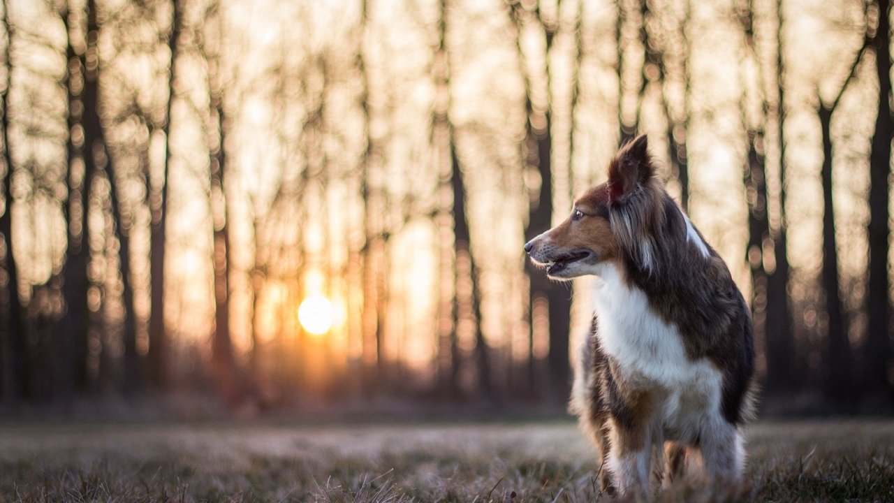 Обои природа, собака, профиль, колли, солнечный свет, nature, dog, profile, collie, sunlight разрешение 1920x1200 Загрузить