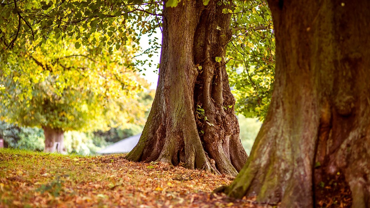 Обои деревья, природа, стволы, листва, осень, trees, nature, trunks, foliage, autumn разрешение 3000x2000 Загрузить