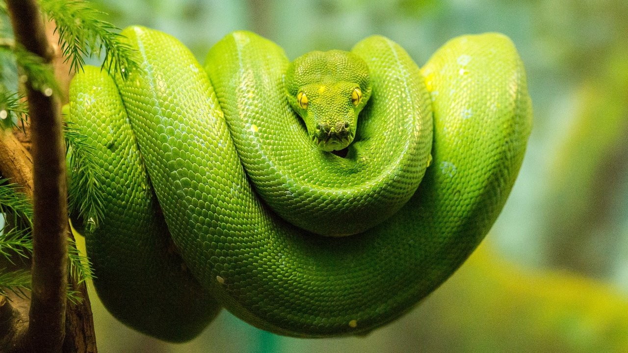 Обои змея, питон, рептилия, зеленый древесный питон, зеленый питон, древесный питон, snake, python, reptile разрешение 2048x1365 Загрузить