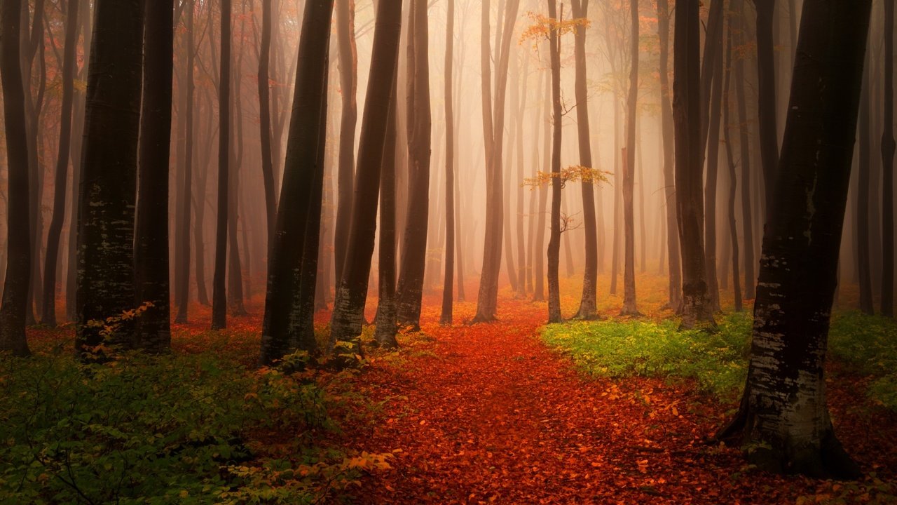 Обои деревья, природа, лес, листья, туман, стволы, осень, тропинка, trees, nature, forest, leaves, fog, trunks, autumn, path разрешение 2880x1800 Загрузить